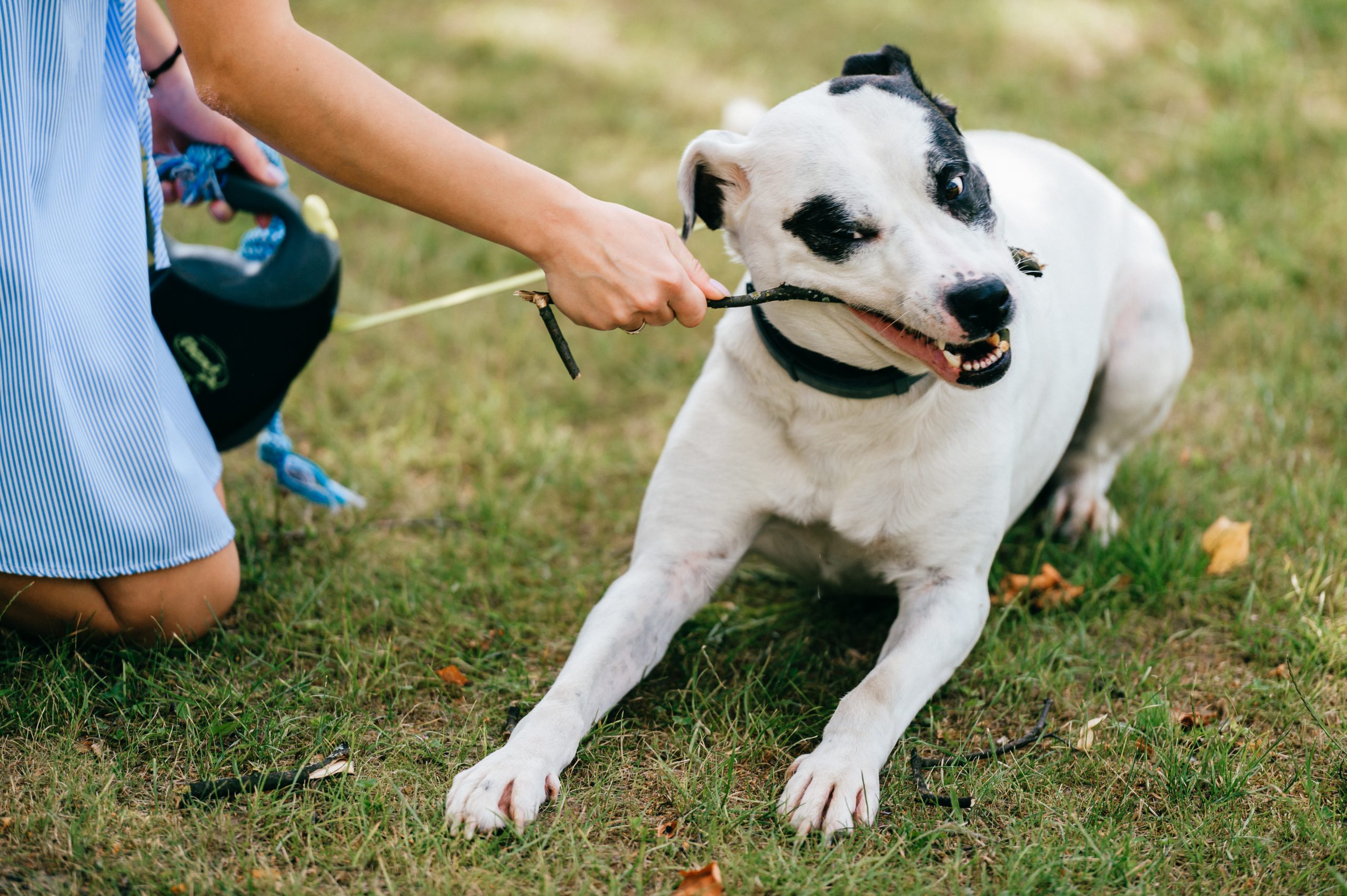 Assicurazione animali domestici Milano